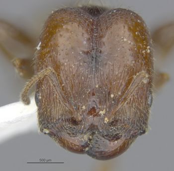 Media type: image;   Entomology 28991 Aspect: head frontal view